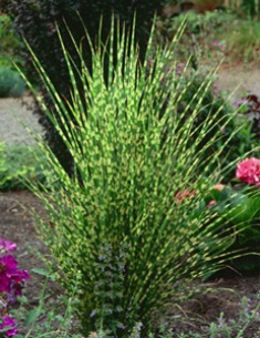 Miscanthus sinensis 'Gold Bar' PP15193