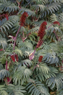 Melianthus major