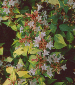 Abelia grandiflora 'Francis Mason'