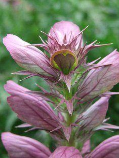 Acanthus spinosus