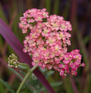 Achillea 'Lachsschonheit'