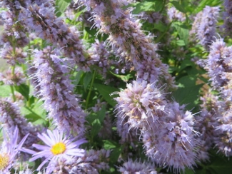 Agastache 'Blue Fortune'