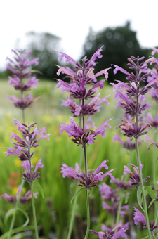 Agastache 'Licorice Candy'