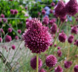 Allium schoenoprasum