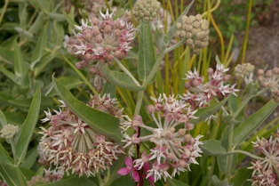 Asclepias speciosa