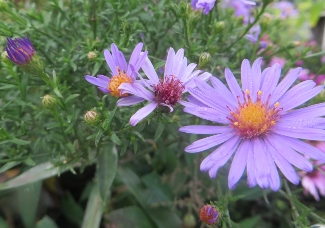 Aster laevis 'Kurt'