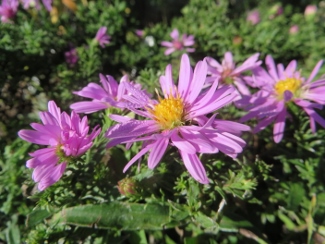 Aster 'Wood's Pink'
