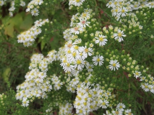 Aster ericoides 'First Snow'