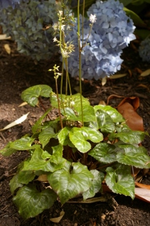 Beesia calthifolia