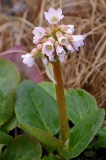 Bergenia 'Baby Doll'
