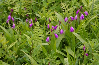 Bletilla striata