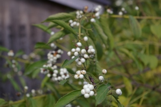 Callicarpa japonica 'Leucocarpa'