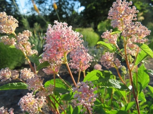 Ceanothus 'Marie Simon'