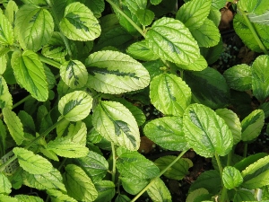 Ceanothus griseus var. horizontalis 'Diamond Heights'