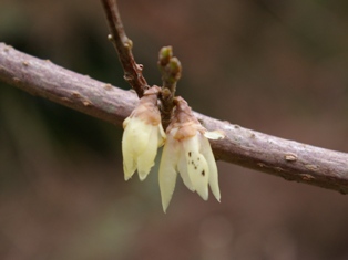 Chimonanthus praecox