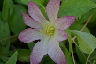 Clematis 'Frau Susanne' (Masako Takeuchi, 1996)