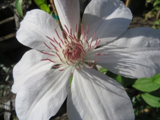 Clematis 'Henryi'