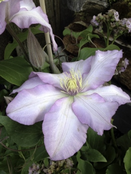 Clematis 'Morning Star' (Zoklako PP20,362)