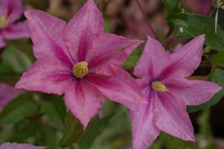 Clematis 'Rosamunde'