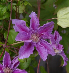 Clematis 'Sealand Gem'