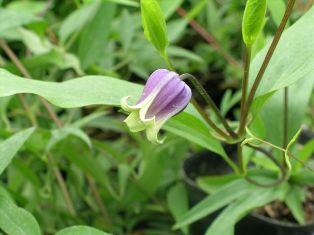 Clematis 'Shizuku'