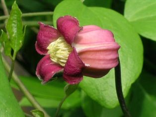 Clematis 'Tamakazura' (Chikuma)