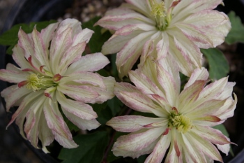 Clematis 'Jenny Keay'