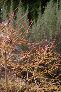 Cornus sanguinea 'Midwinter Fire'