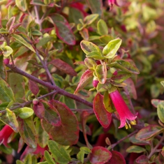 Correa 'Wyn's Wonder'
