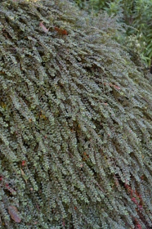 Cotoneaster apiculatus 'Tom Thumb'