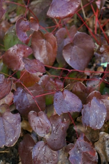 Epimedium 'Black Sea'