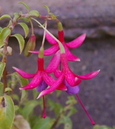 Fuchsia 'Foxgrove Wood'
