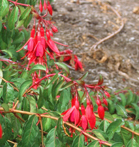 Fuchsia 'Globosa'