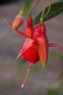 Fuchsia 'Groene Kans Glorie'