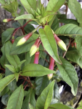 Fuchsia 'Neon Tricolor'