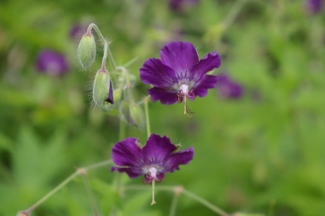 Geranium phaeum 'Blue Seedling'