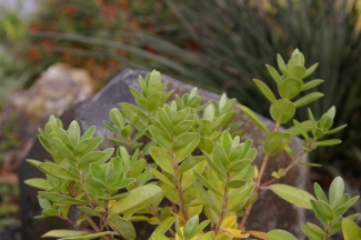 Hebe franciscana 'Lobelioides'