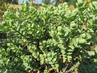 Hebe glaucophylla 'Korbel Pewter'