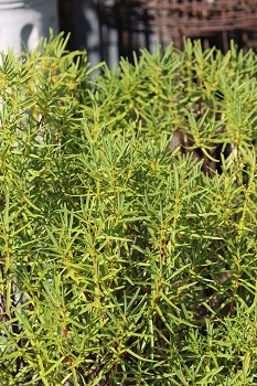 Hebe parviflora ssp. angustifolia