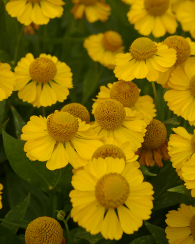 Helenium 'Tijuana Brass'
