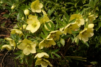 Helleborus hybridus Yellow seed strain