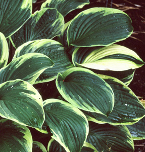 Hosta 'Ellerbroek'