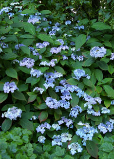 Hydrangea serrata 'Blue Deckle'