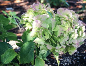 Hydrangea 'Frillibet'