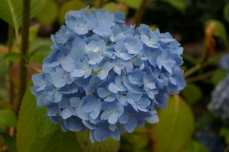 Hydrangea 'Souvenir de President Doumer'