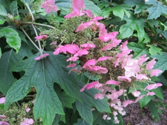 Hydrangea quercifolia