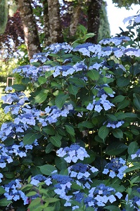 Hydrangea serrata 'Blue Billow'