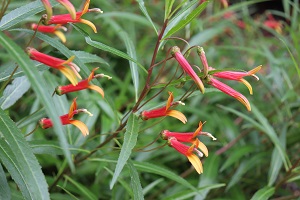 Lobelia laxiflora var. angustifolia