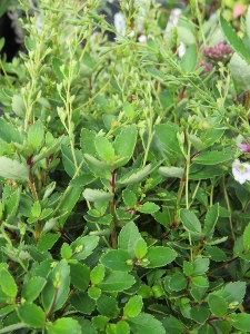Parahebe catarractae