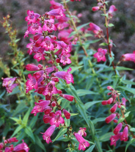 Penstemon 'Sour Grapes'